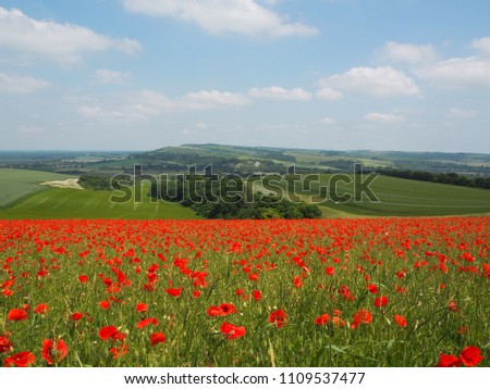 A field of wild poppies in bloom on Bury Hill, West Sussex, looking towards the village of Amberley and the South Downs beyond.