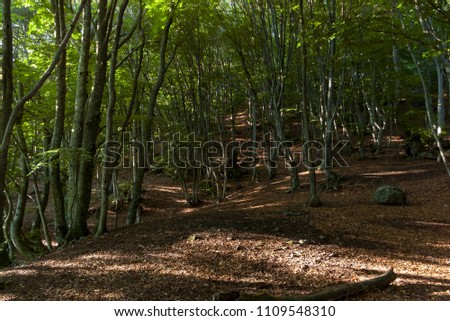 Forest in the vicinity of mount Demerdzhi in Crimea