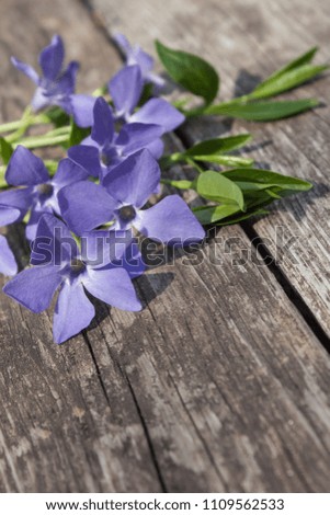 Spring flowers on a wooden background