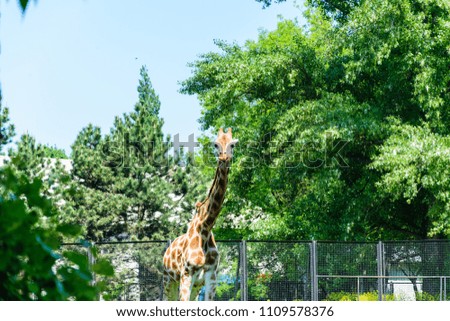 Funny beautiful giraffe