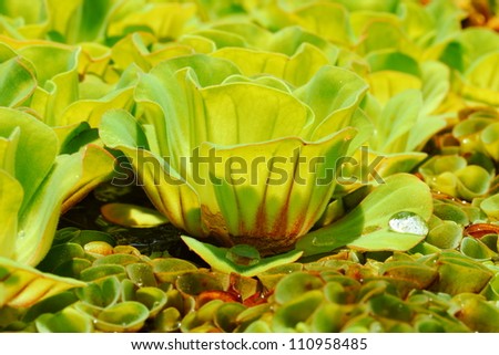 Close-up Water lettuce (Pistia stratiotes L.)