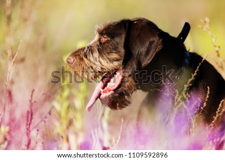 beautiful portrait of drahhaar dog in field