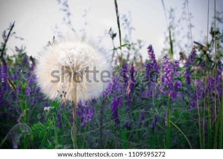 Spring background with white dandelions. Wild flowers background. Violet meadow flower. Floral background. 