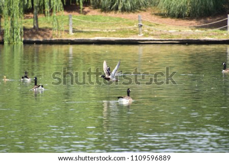 duck flying by geese 