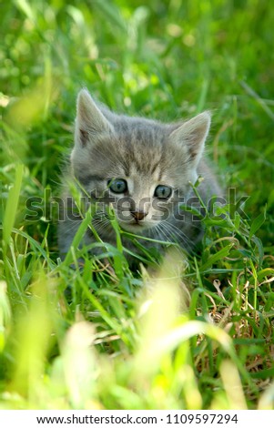 Little funny gray striped kitten with blue eyes on green grass