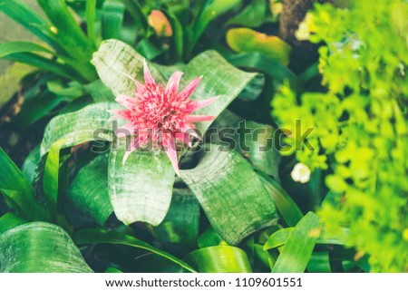 Floral gardening background with variety of colorful garden flowers and gardening tools