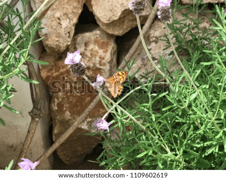 Close up photo of butterfly on lavender plant