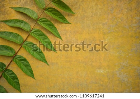 Tropical palm leaves on yellow and light blue background. Minimal nature. Summer Styled. Flat lay.