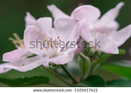 flowering apple tree in spring in a sunny day close-up