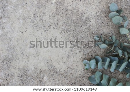 Feminine styled stock photo. Floral composition of Green silver dollar eucalyptus leaves and branches. Grunge concrete background. Flat lay, top view. Empty space.