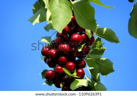 Ripe crispy cherry against the blue sky
