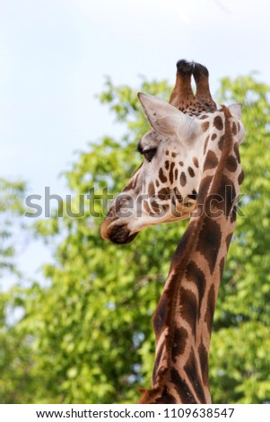 Giraffe closeup in front of the Wildlife Park Odessa Ukraine