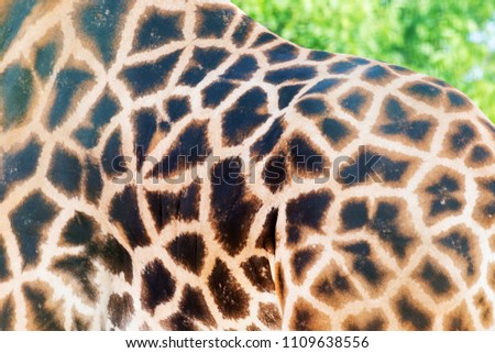 Genuine leather skin of giraffe with light and dark brown spots.
