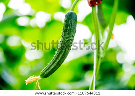 Long green cucumbers on a branch in a greenhouse. Background