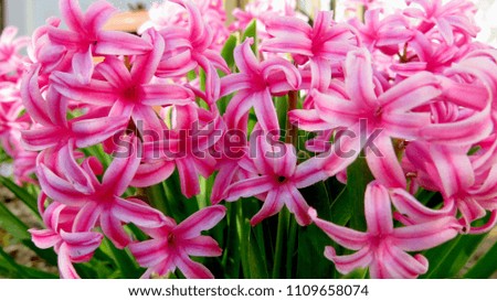  Pink Pearl Hyacinth Flowers                              