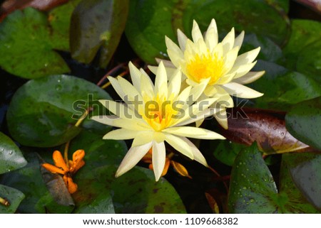 tropical twin yellow lotus flowers 