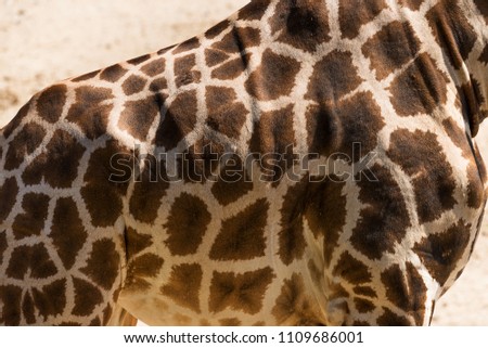 Giraffe skin texture close up shot.