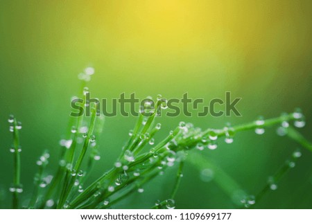Macro of dew drops on blades of grass in bright morning sunlight