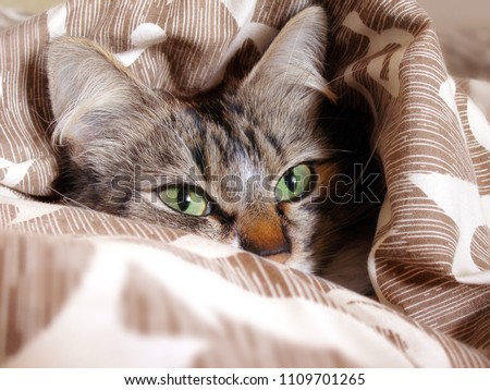 a tabby cat sleeping in bed on a pillow