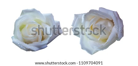 (Close Up) White rose isolated on white background.