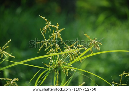 Cyperus iria L.The herb is moist. Up in the lowland, the marshes are trunks straight. Yellow flowers are flowering. Royalty-Free Stock Photo #1109712758