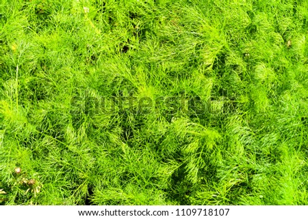 green decorative grass as background