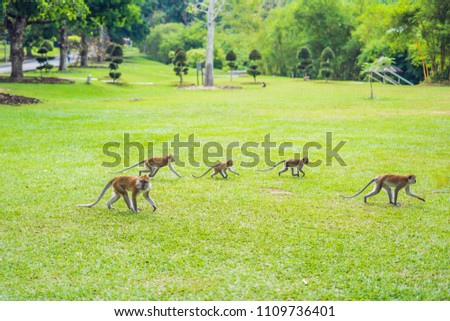 Cute macaque monkey running on the lawns grass surface.