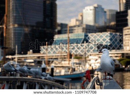 Lone seagull standing on a railing in the shaded area of a pier.