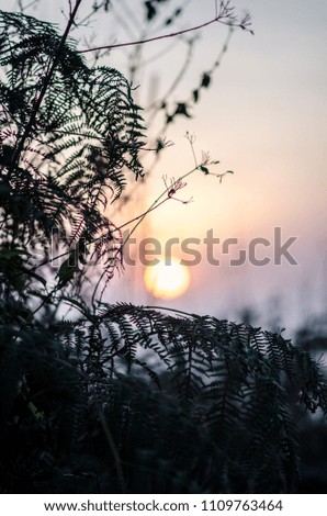 The silhouette image of  flora at the top of the mountain during sunrise hour.