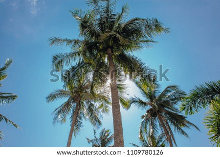 Coconut palm trees on the tropical beach