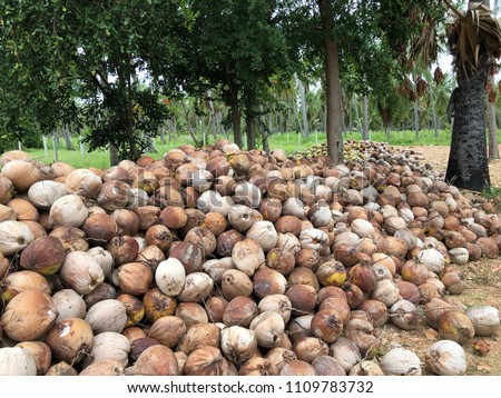 harvested coconut fruits, whole coconut fruits for sell