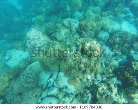 nature underwater world scene with beautiful sea coral reef and tropical fish.