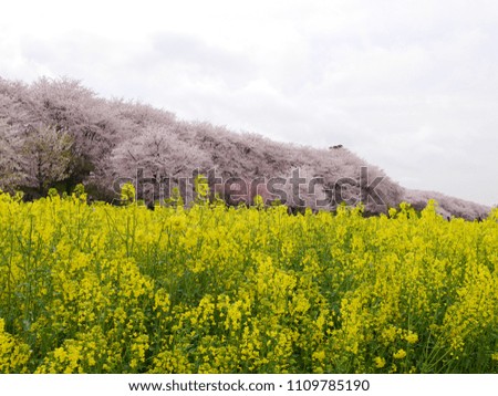 
Cherry blossoms and rape blossoms