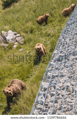 Brown bear family