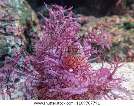 Weedy Scorpionfish (Rhinopias frondosa)