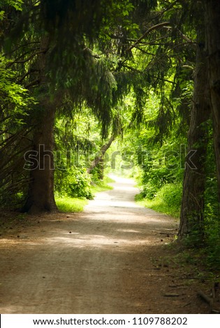 Path Through the Forest at sunny day