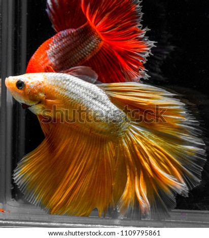 Betta Thailand kind of multi color. It may be called Siamese fighting fish. The motion underwater like dancing. Betta has fantastic color. One of reputation betta is kind of half moon betta.