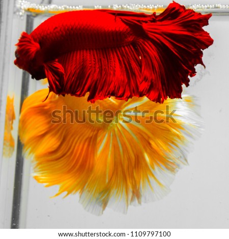 Betta Thailand kind of multi color. It may be called Siamese fighting fish. The motion underwater like dancing. Betta has fantastic color. One of reputation betta is kind of half moon betta.