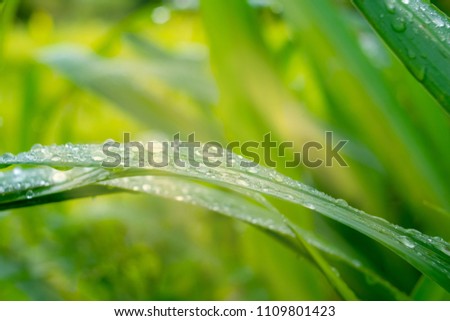 drops of water on green rice leaf  in field
