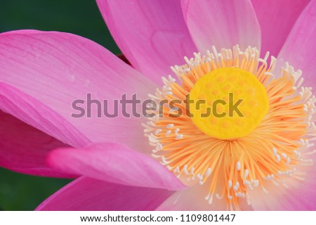 Macro pink lotus flower. Close up photo of a beautiful pink lotus flower with copy space for text or advertising . The background is the pink lotus flowers and yellow lotus bud in a pond