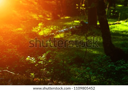 Beautiful morning light in public park with green grass field. Natural landscape