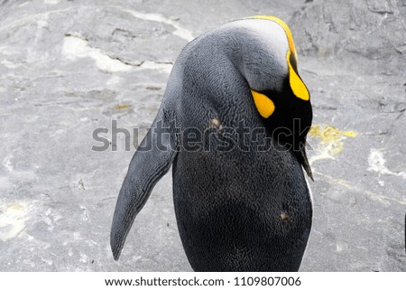 Emperor penguin stand sleeping