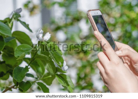 Girl's hands with a phone is taking a picture of a flower of quince. Closeup, selective focus