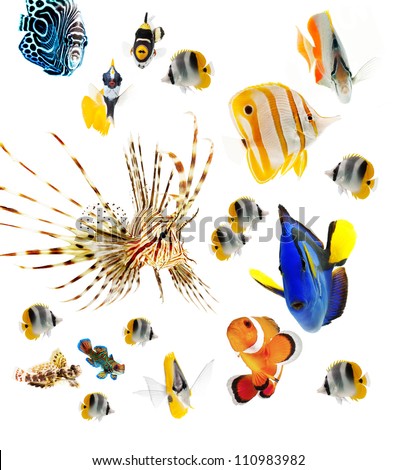 fish, reef fish, marine fish party isolated on white background