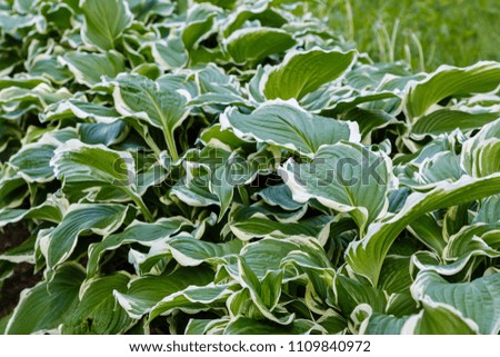 Hosta in garden. A perennial herbaceous Host plant with beautiful green leaves.
