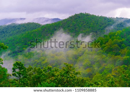 Rain forest with misty.Fog of rain floating above the treetops on the mountain.
