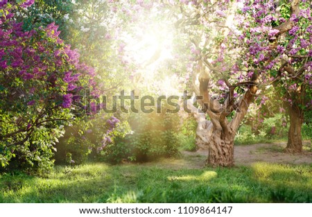 beautiful landscape with old lilac tree blossoming in the garden. Lilac trees under bright sun rays