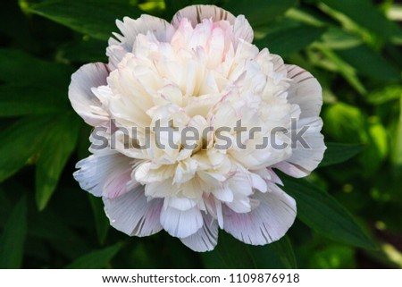 Gentle white and pink peonies in the garden. Natural background. Gardening and landscaping.