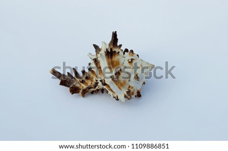 White-brown shell on white background. Concept of geometric shapes in nature.