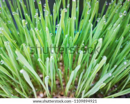 dew on fresh green wheat grass